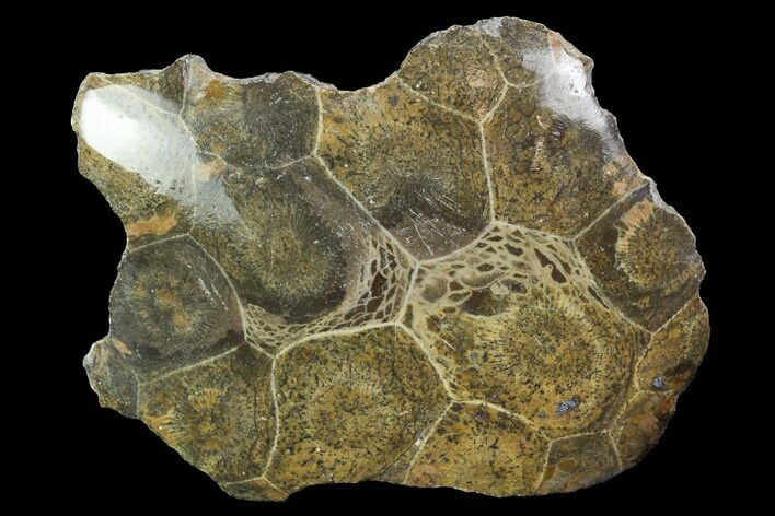 Polished Fossil Coral (Actinocyathus) - Morocco #100643